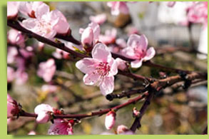 Agriturismo La Collina dei Ciliegi | Ciliegio in fiore