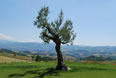 Agriturismo La Collina dei Ciliegi | Panorama